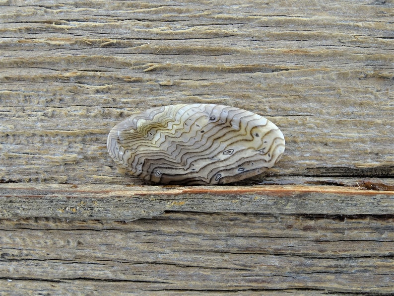 Hells Canyon Petrified Wood Cabochon