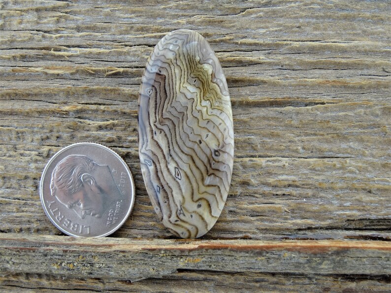 Hells Canyon Petrified Wood Cabochon