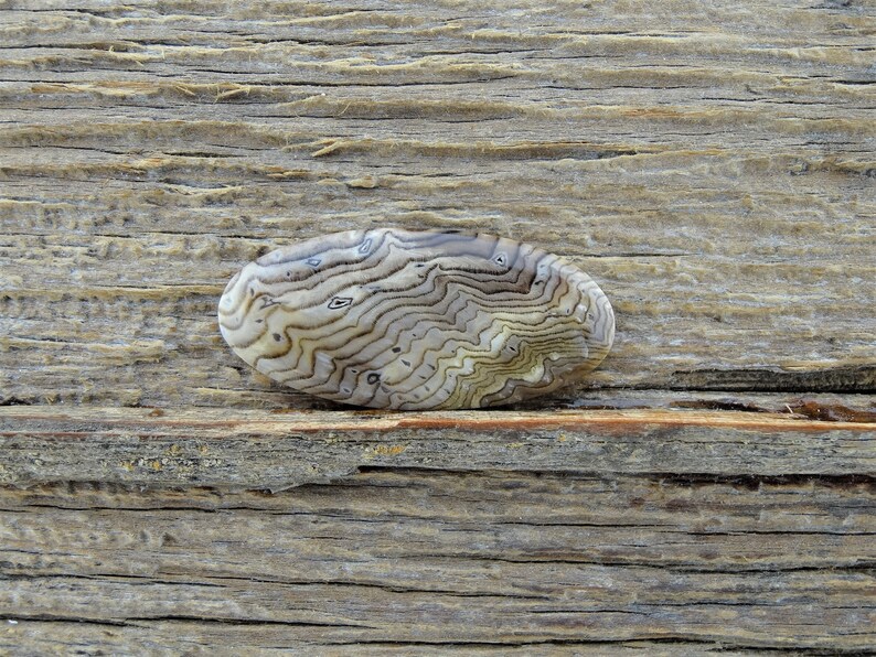 Hells Canyon Petrified Wood Cabochon