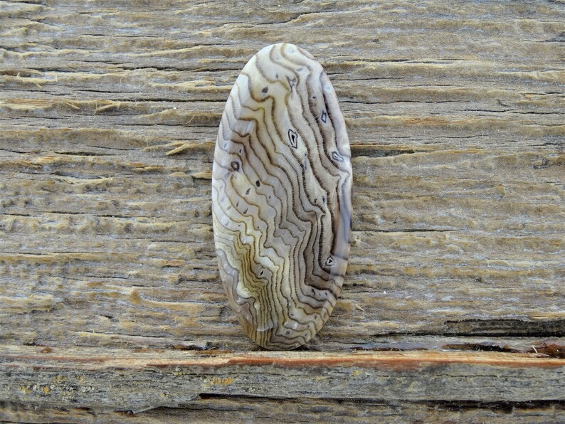 Hells Canyon Petrified Wood Cabochon