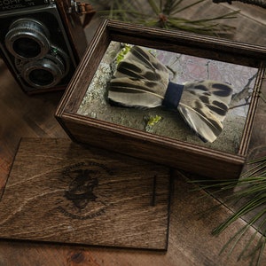 May include: A wooden box with a clear lid, showcasing a brown and white feather bow tie. The box has a dark wood finish and a small engraved logo on the bottom.