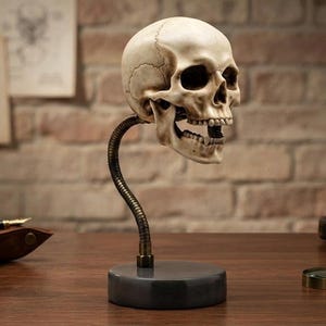 May include: A realistic human skull replica with an open jaw, mounted on a flexible, dark metallic gooseneck arm that extends upwards from a solid, circular, dark grey base. The skull features detailed bone textures and natural off-white colouring.