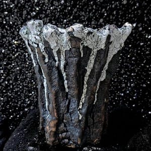 Maceta Volcanic Caudex - Maceta de lujo para cactus raros - Maceta alta de cerámica hecha a mano para Euphorbia, Pachypodium, Copiapoa - Diseñador Wabi Sabi