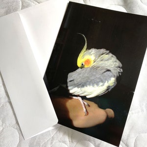 May include: A yellow and gray cockatiel bird with a red patch on its head is perched on a person's hand. The bird is facing away from the camera and has its head tucked under its wing.