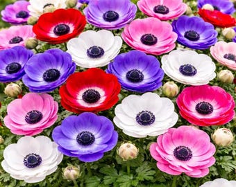 Anemone De Caen Zwiebeln, Frühlingsblumen blüht für Gartenbordüren, Töpfe