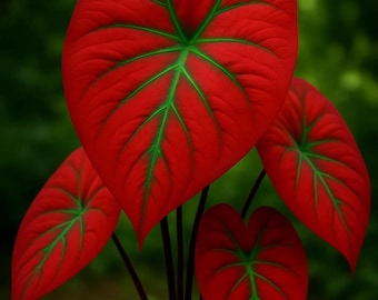 Scarlet Arrow Caladium Bulbs, Red White Tropical Foliage Plants, Easy Grow Garden Bulbs