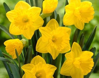 Riesige gelbe Narzissenzwiebeln, Narzissenfrühlingsblumen, Easy Grow Staudengartenzwiebeln