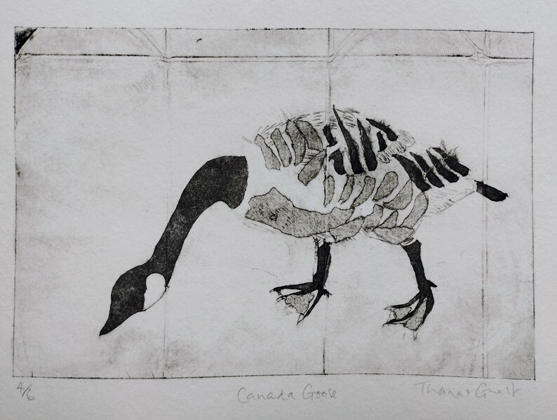 Puede incluir: Una impresi&oacute;n en blanco y negro sobre papel que presenta una ilustraci&oacute;n del esqueleto de un ganso canadiense. La obra muestra el cuello y la cabeza del ave en negro s&oacute;lido, con la caja tor&aacute;cica y el cuerpo en forma esquel&eacute;tica. El texto Canada Goose est&aacute; escrito debajo.