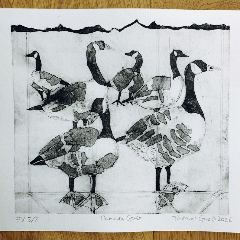 Pode incluir: Uma impress&atilde;o em preto e branco em papel apresentando cinco gansos-do-canad&aacute; com padr&otilde;es de penas texturizados e em camadas. A obra inclui o texto manuscrito "EV 3/8", "Canada Geese" e "Thomas Ghost 2026" na borda inferior.