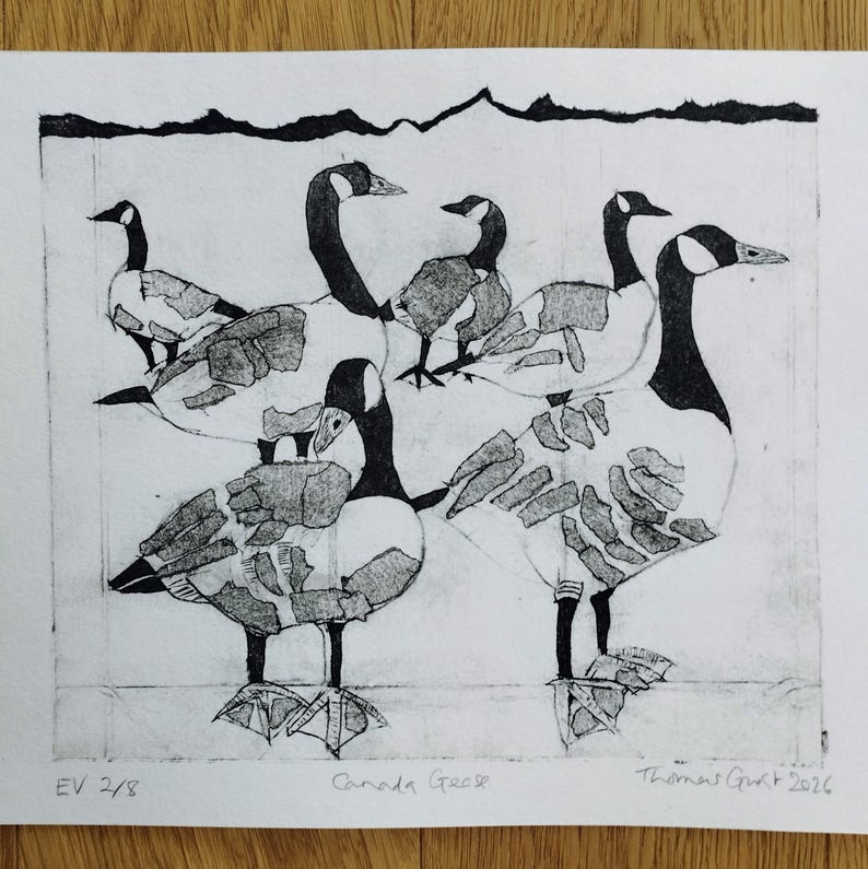 Pode incluir: Uma impress&atilde;o em preto e branco em papel apresentando cinco gansos do Canad&aacute; com detalhes de asas texturizados. No canto inferior esquerdo l&ecirc;-se EV 2/8, no centro Canada Geese e no canto inferior direito est&aacute; assinado Thomas Gunt 2026.
