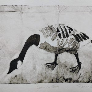 Puede incluir: Un grabado en blanco y negro que representa un ganso de Canad&aacute; con una estructura de caja tor&aacute;cica esquel&eacute;tica. La obra presenta un cuello y cabeza oscuros, patas palmeadas y un cuerpo texturizado. El texto 3/6, Canada Goose y Thomas Guest es visible.