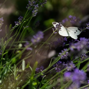 Peut inclure: Un papillon blanc avec de petites taches noires sur les ailes repose sur une tige de fleur de lavande violette. La scène présente plusieurs tiges vertes et de nombreuses fleurs de lavande violettes entourant le papillon dans un jardin.