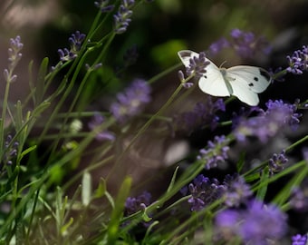 Mariposa blanca de la col en lavanda – Pequeño parche de mariposas que visitan