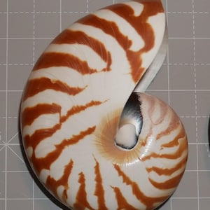 Naturligt nautilusskal, olika storlekar, unika mönster