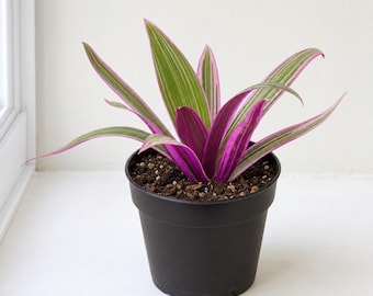 Moses in the Cradle Oyster Plant Live Starter Plant, 4 Inch Colorful Indoor Houseplant
