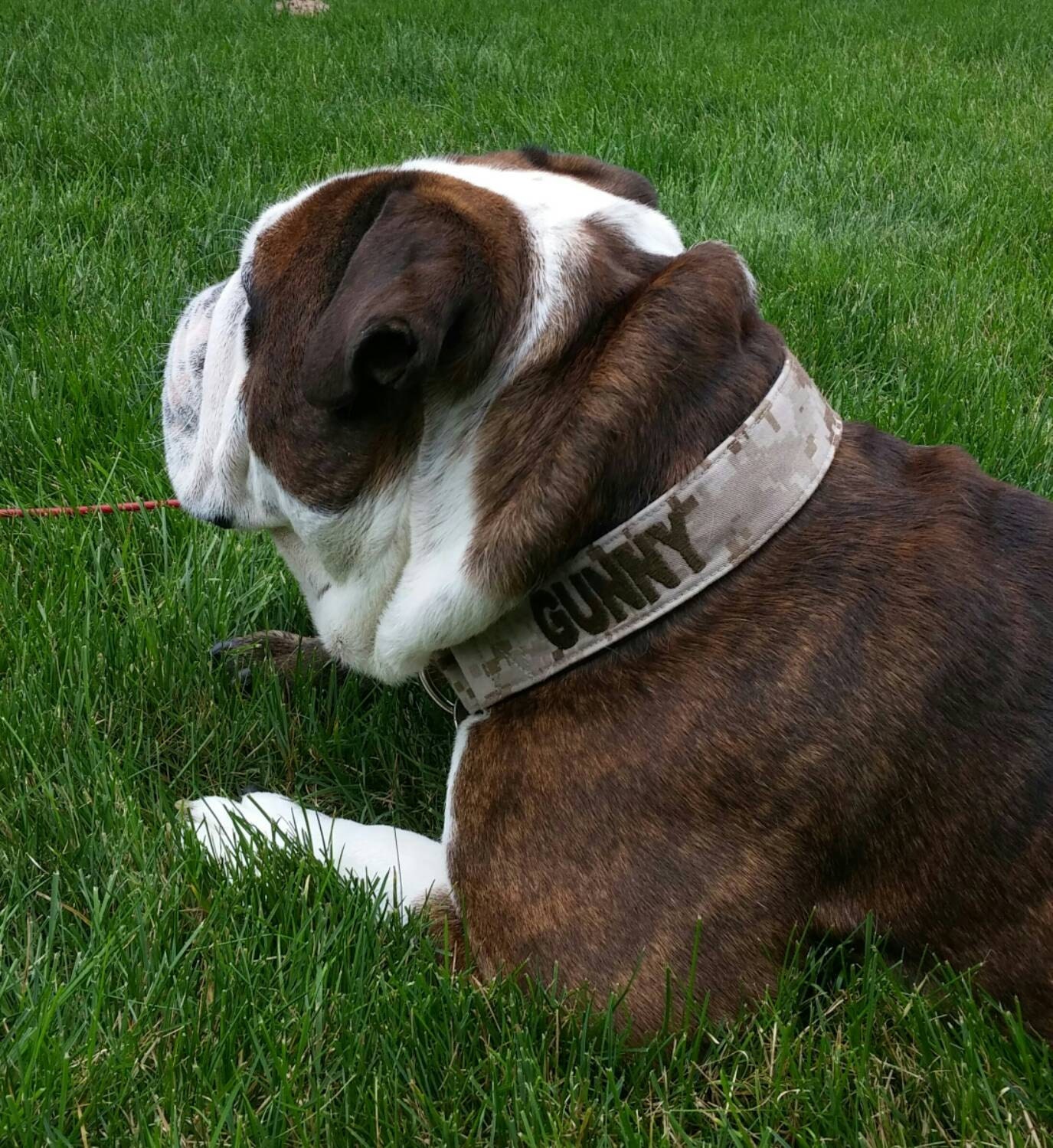 custom dog collars slip