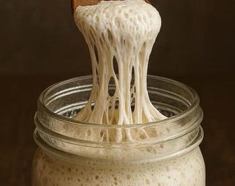 1,000yr Old Danish Sourdough Starter Culture, Organic Dark Rye, Beginner Friendly (4oz Liquid)