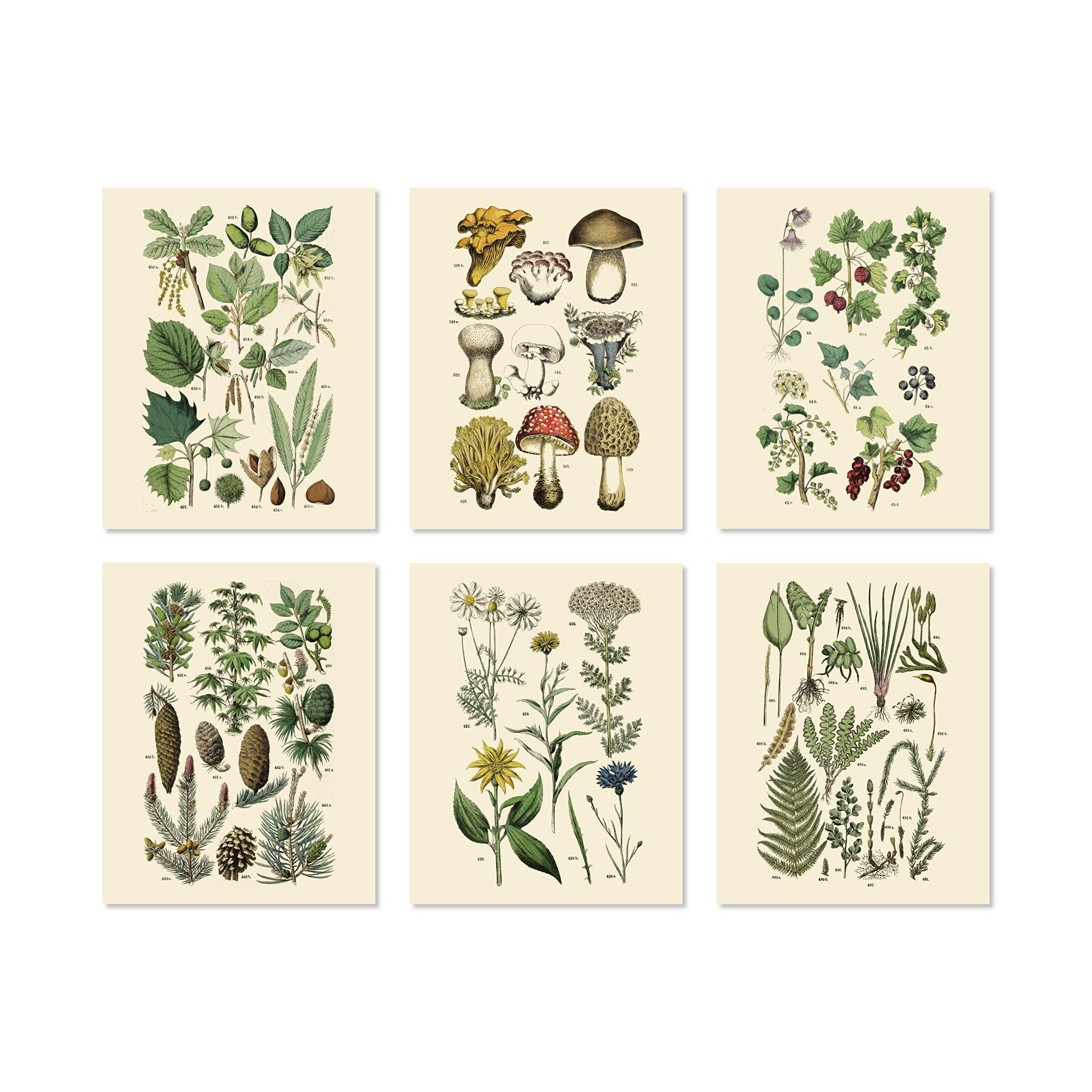 Vintage Botanical Prints Set - Woodland Plants, 6 Unframed 8x10