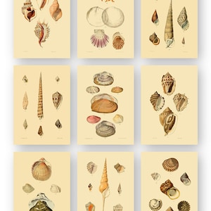 Sea Shell Wall Prints - Set of 9, 5x7 Unframed