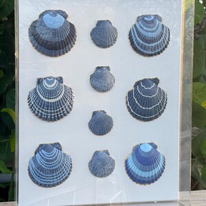 Hanpainted Scallop Shells on 16x20 Canvas Shadow Box