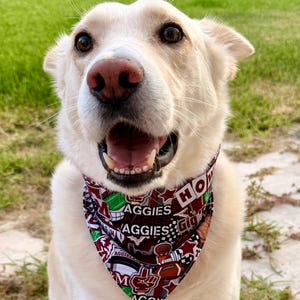 May include: A light-colored dog wearing a triangular pet bandana featuring a maroon, white, and green pattern. The fabric displays various graphics including footballs, stars, and the text Aggies, Gig, and Howdy in a repeating collage design.