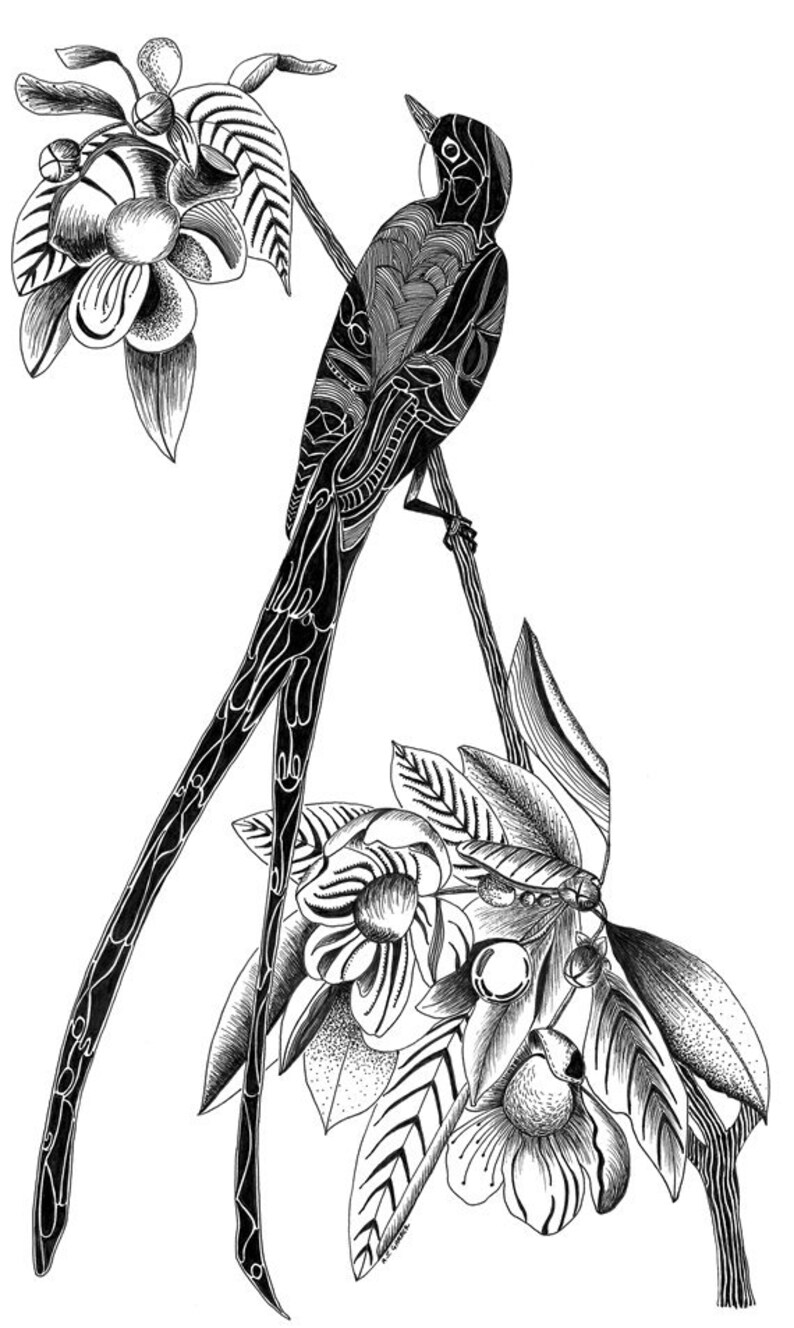 Digital Print of Original Black Ink Drawing. 12 X 18 on 100lb. Cardstock. Titled the Longtailed