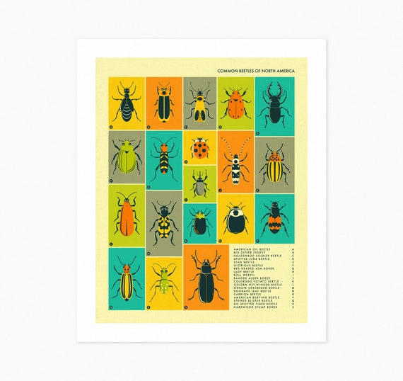 COMMON BEETLES of North America giclée Fine Art Print or | Etsy