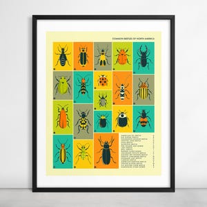 COLEOTTERI COMUNI del Nord America (stampa artistica Giclée su carta o tela) Infografica Pop Art di Jazzberry Blue (con o senza cornice)