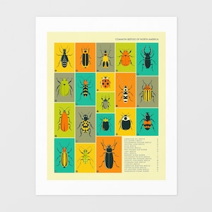 COMMON BEETLES uit Noord-Amerika (Giclée Fine Art Print) insecten infographic popart