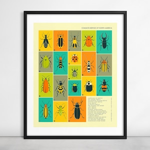 COMMON BEETLES of North America (Giclée Fine Art Print on Paper or Canvas) Infographic Pop Art by Jazzberry Blue (Framed or Unframed)