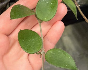 May include: A Hoya plant vine featuring smooth, dark green, ovate leaves with subtle silver speckling. The vine has a thin, light brown stem with nodes where the leaves emerge in opposite pairs, showcasing a healthy, vining growth habit.