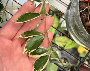 May include: A trailing Hoya plant vine featuring pointed, lance-shaped leaves with a dark green center and a creamy white variegated margin. The slender, light green stem displays small aerial roots extending from the nodes along the vine.