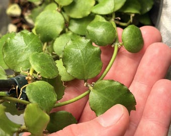May include: A trailing plant with small, round, vibrant green leaves and thin, flexible stems. The foliage features a smooth texture and slightly scalloped edges, growing in a dense cluster within a container filled with dark brown soil.