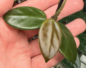 May include: A Hoya plant cutting featuring three distinct leaves attached to a thin, fuzzy, dark brown stem. Two leaves are a deep, glossy green, while the central, younger leaf displays a lighter, bronze-tinted hue with a soft, velvety texture.
