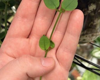 May include: A slender green vine with small, teardrop-shaped leaves arranged in opposite pairs along a thin, flexible stem. The plant features a vibrant, light green coloration with visible veins on the surface of each leaf and small nodes.