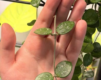 May include: A trailing Hoya plant vine featuring small, succulent-like oval leaves with a deep green color and distinct silver-white speckling patterns. The thin, light-colored stem supports pairs of opposite leaves along its length.