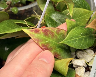 May include: A Hoya plant with pointed, waxy green leaves that exhibit reddish-purple sun-stressed variegation. The plant is potted in a clear container filled with white perlite and soil, supported by white plastic hangers for vertical display.