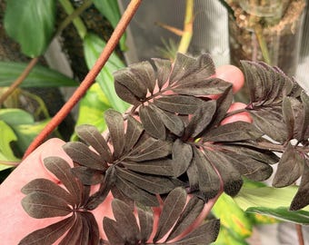 Seed Grown Anthurium Dorayaki Silver X Purple Starter Plant (ALL