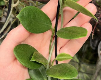 May include: A trailing Hoya plant featuring multiple dark green, oval-shaped leaves with a subtle fuzzy texture. The plant has a slender, light green stem that is supported by a thin black wire stake, showcasing a series of opposite leaf pairs.