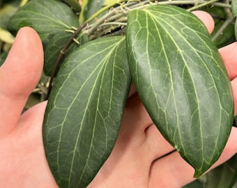 Hoya Pottsii UNROOTED Cutting | Rare Collector Hoya