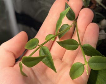 May include: A trailing plant with slender green stems and small, pointed, dark green leaves arranged in opposite pairs along the vine. The foliage has a smooth texture and a matte finish, with each leaf displaying a distinct central vein.