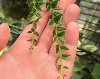May include: Two trailing stems of a Dischidia plant featuring small, pointed, dark green leaves arranged in opposite pairs along thin, light green vines. The foliage is smooth and succulent in texture, with the stems tapering toward the tips.