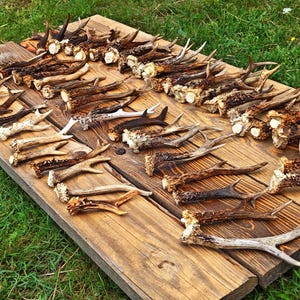 Palco singolo di capriolo (Capreolus capreolus)