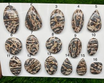May include: Sixteen polished cabochons of leopard skin jasper arranged in a grid on a white display board. Each stone features a unique pattern of brown, tan, and black spots and swirls. The stones are numbered one through sixteen in black ink.