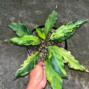 Puede incluir: Una planta en maceta con hojas alargadas de bordes ondulados que presentan un patrón variegado de verde oscuro, verde lima y amarillo crema. La planta está centrada en una maceta circular negra con tierra oscura y crecimiento radial.