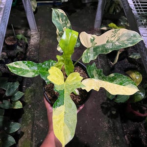 May include: A Philodendron Florida Beauty plant in a black plastic pot. The plant features lobed leaves with variegated patterns of deep green, lime green, and creamy yellow. The foliage displays distinct color splashes and sectors across the surface.