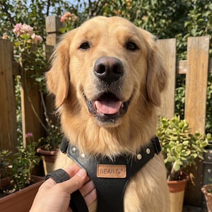 Personalized Dog Harness, Black Leather Chest Harness, Custom Dog Name Patch, Quiet Luxury Dog Gear, Dog Harness and Leash Set, Puppy Gift