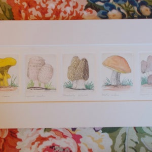 Five edible mushrooms is an original etching  created by Newport artist, Parks Beach