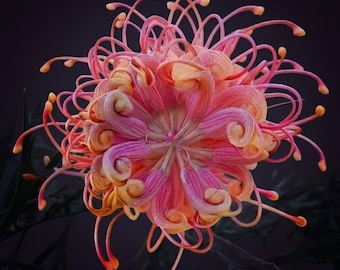 May include: A vibrant Grevillea flower featuring a complex, spherical arrangement of curled, pink and orange-toned styles. The bloom displays numerous slender, radiating filaments with small, rounded tips, creating a dense, starburst-like structure.