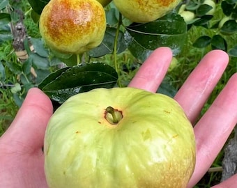 Rare Pan Jujube Tree, Grafted Flat Jujube Sapling, Sweet Chinese Date Plant
